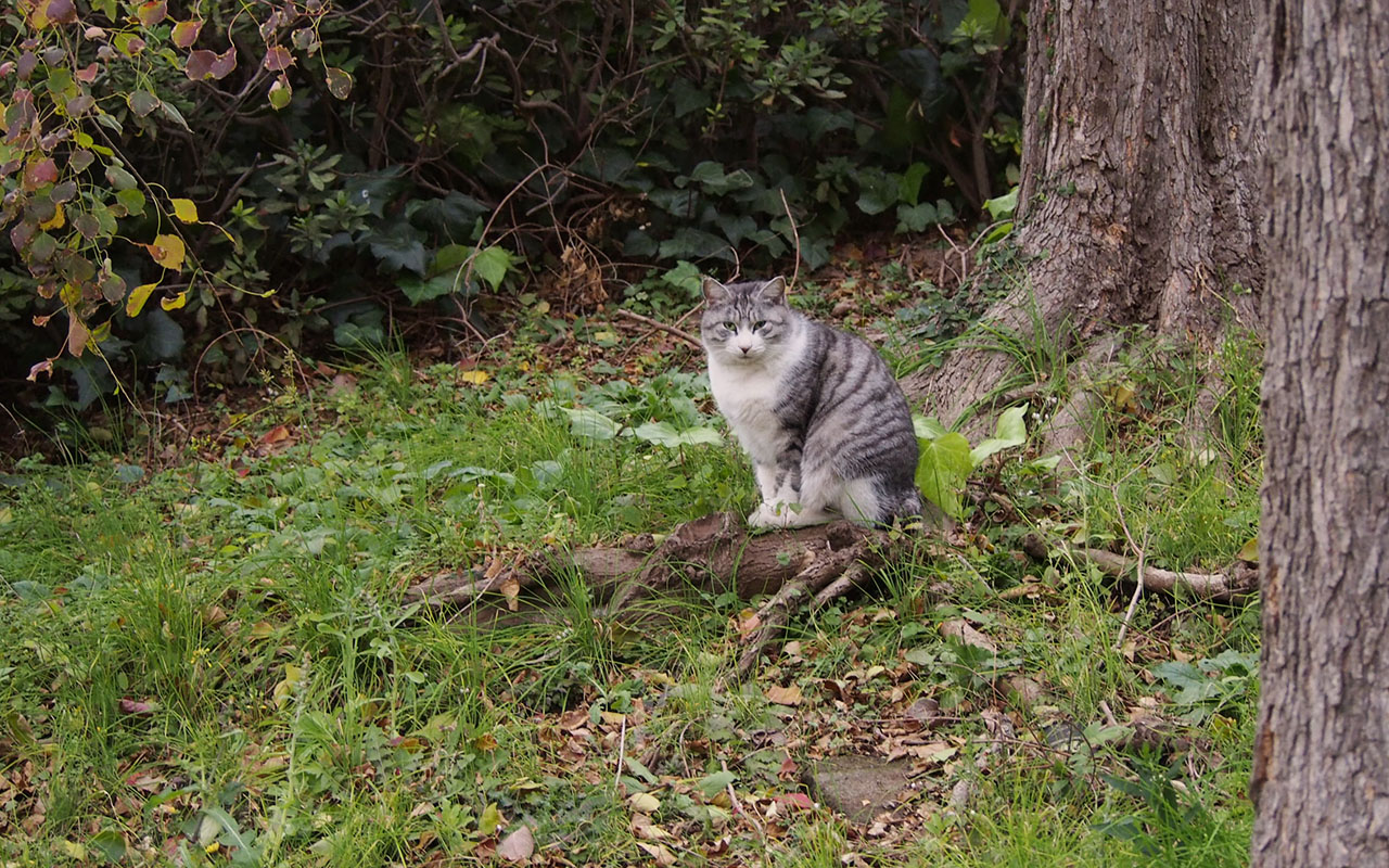 chrom sit on the root of tree