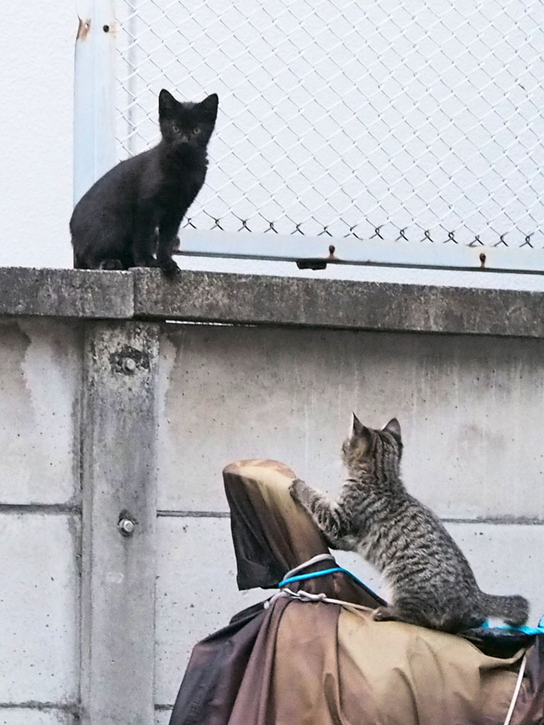 sakura's third kittens