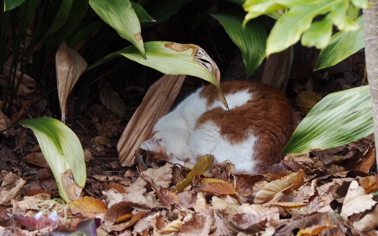 prin sleeping under big plant