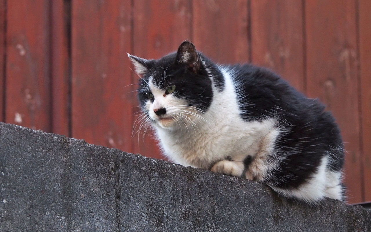 caru on the wall with winter fur