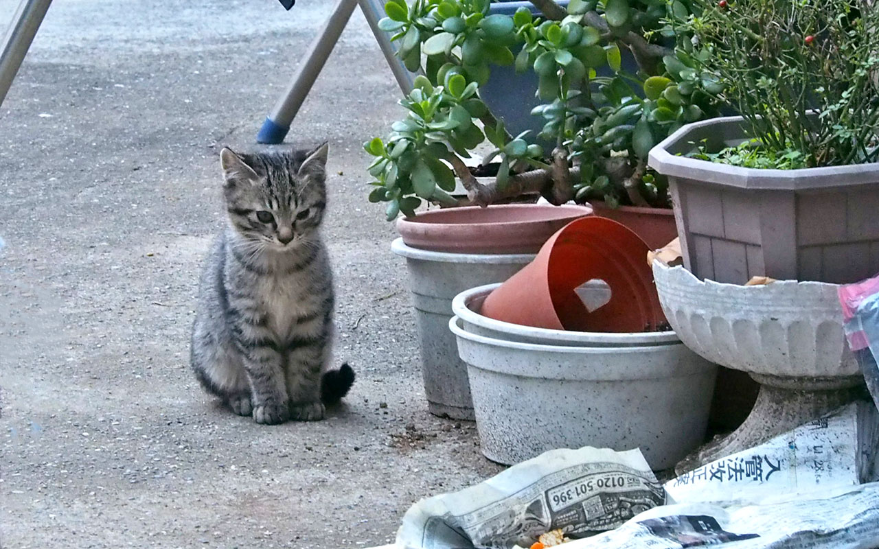 sakura's 3rd kitten sitting