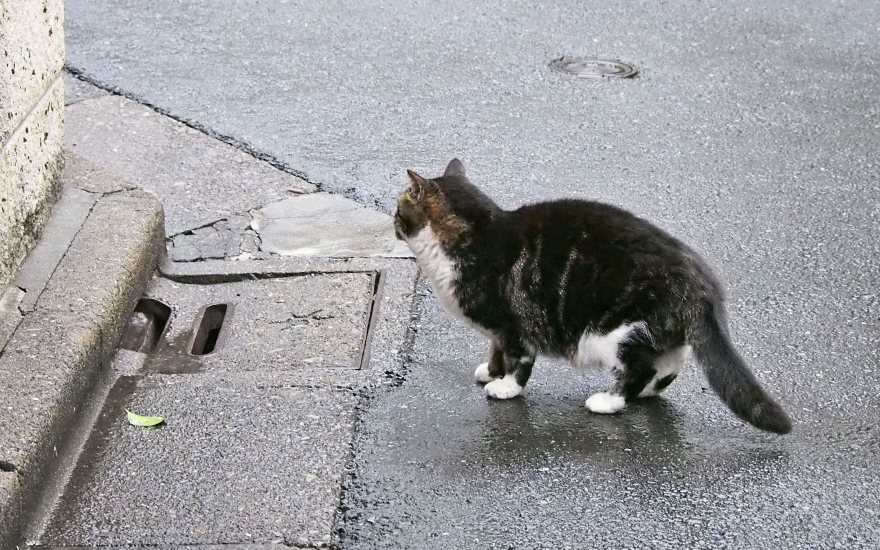 Kourai on the rainy ground