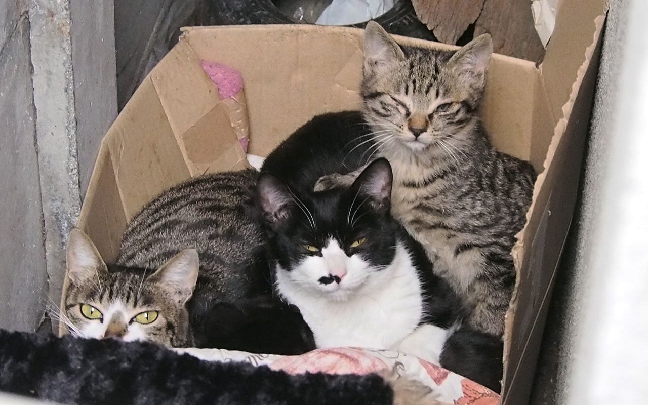 sakura family 4cats in the box