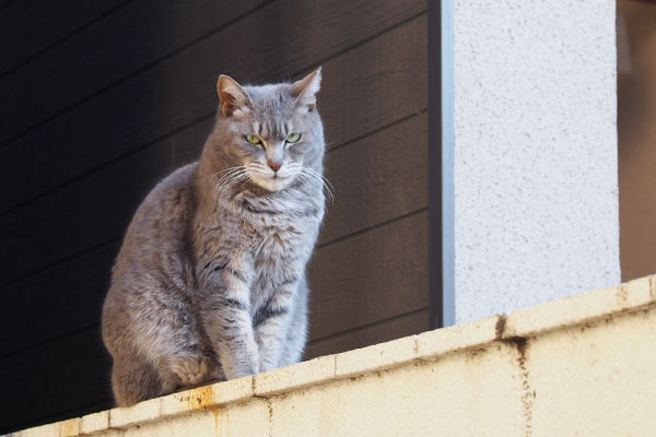 チラッと見る　シピ