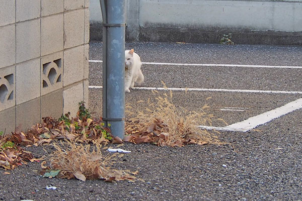 白いコが来る