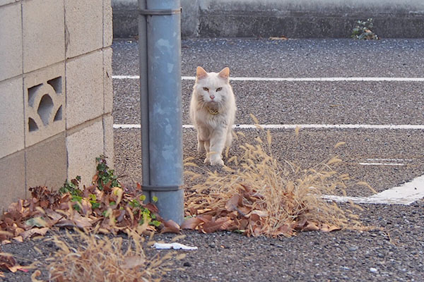 前進する白猫さん