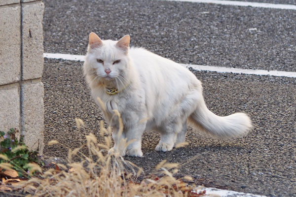 こちらを見る　白猫さん