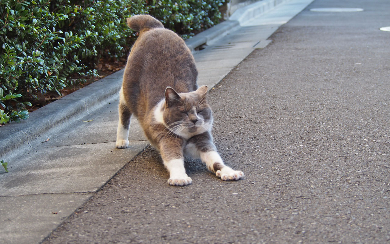 ちびにゃん　寝起きの伸び