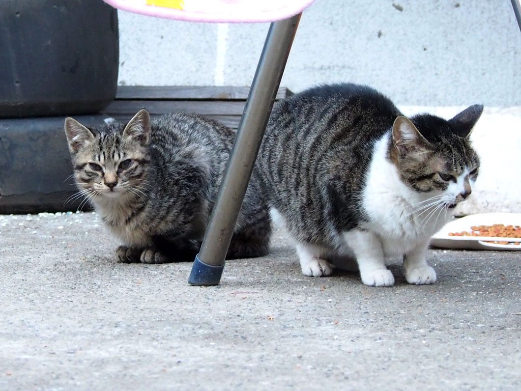 mama and kitten