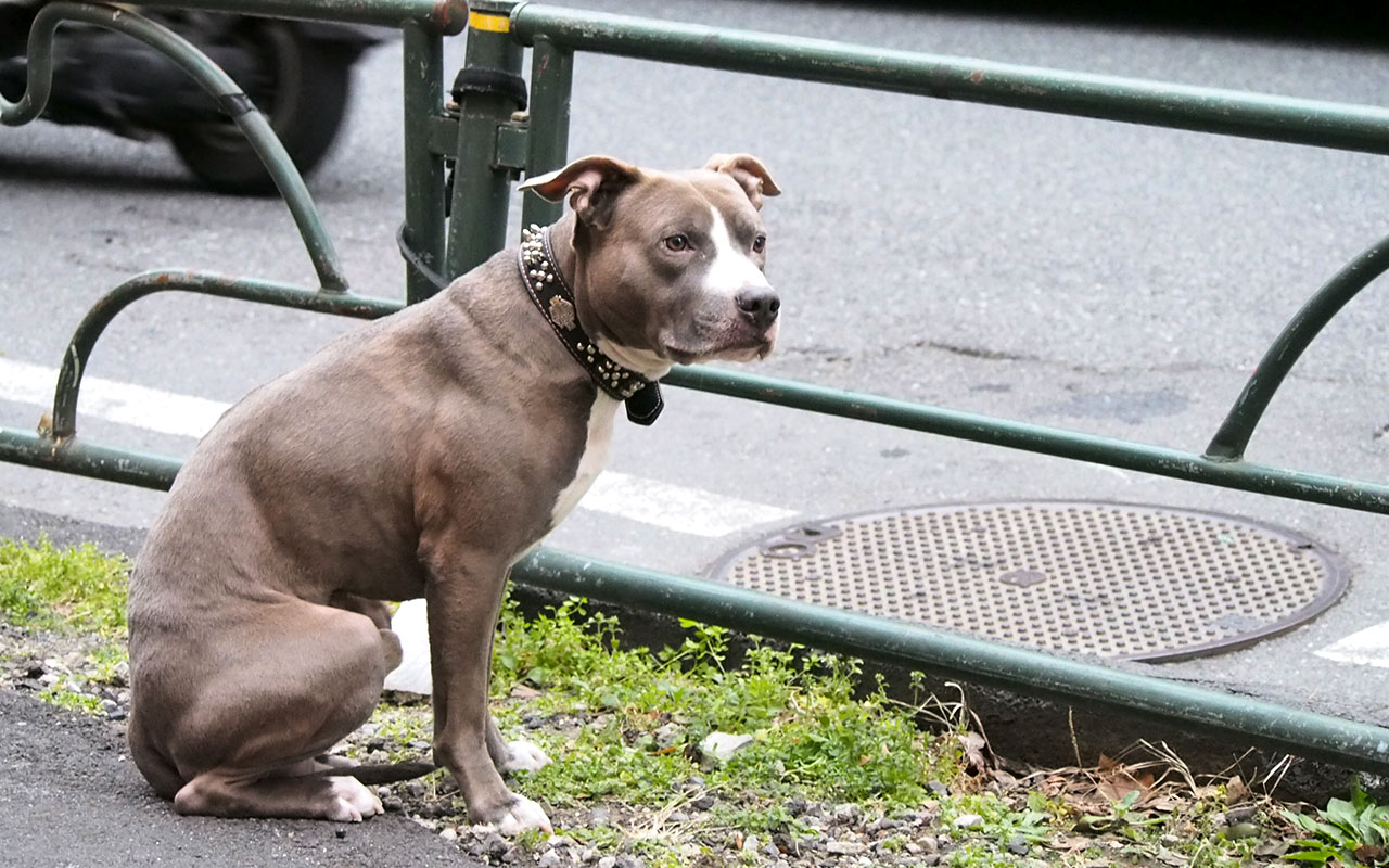 pitbull waiting owner