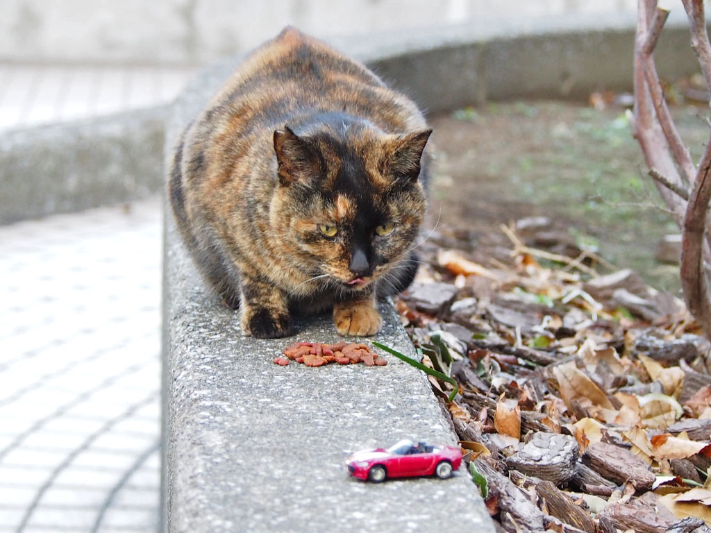 raco and miniature of car