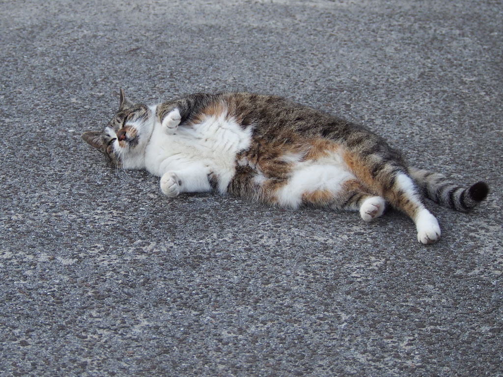 shizuku relaxing