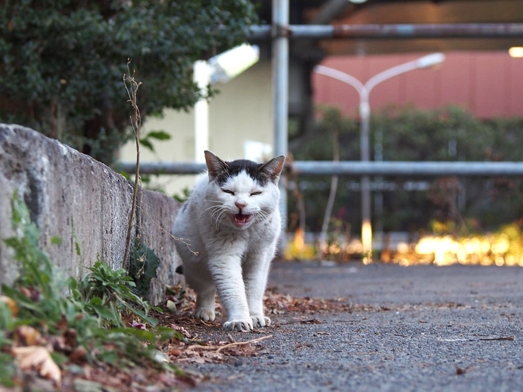 テンの渾身のニャー