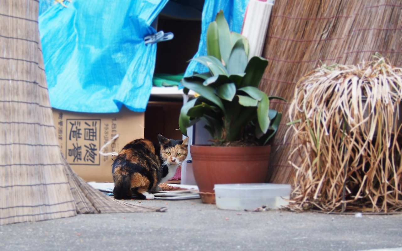 sakuras daughter calico