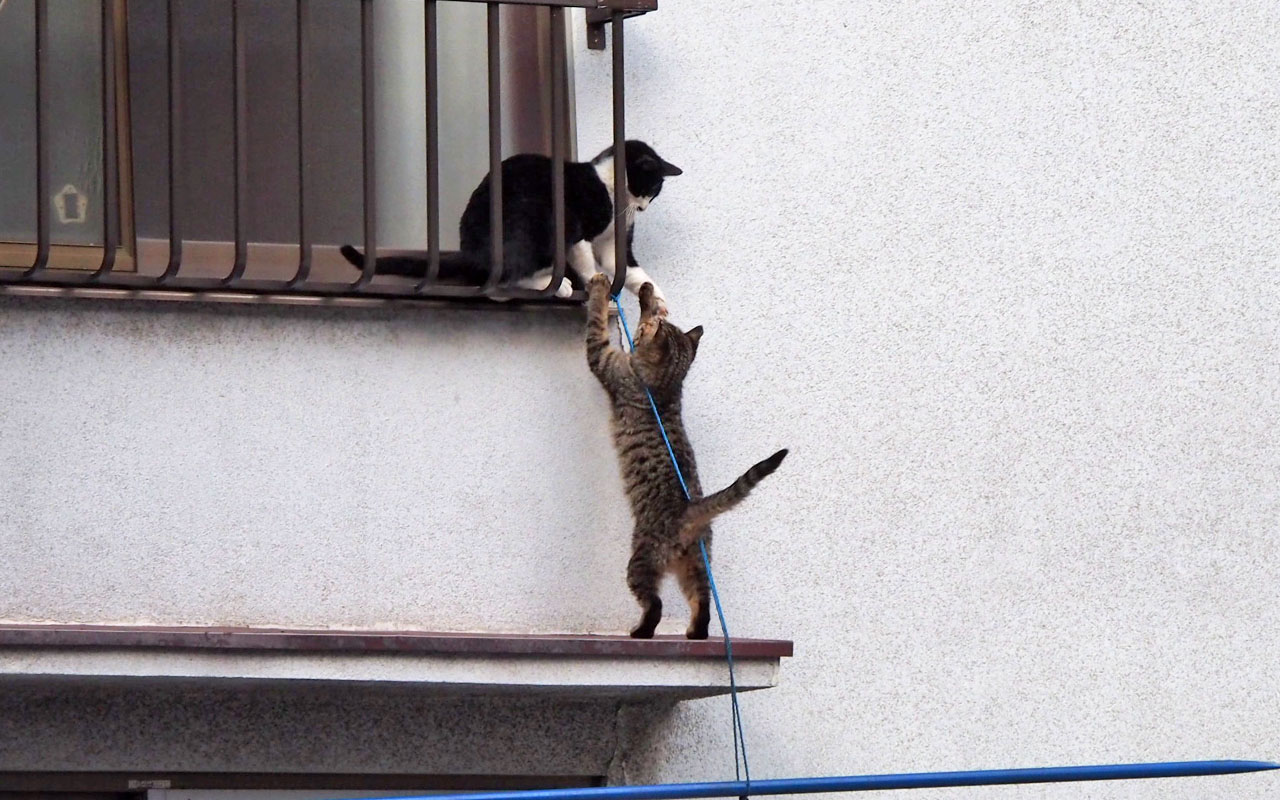 こはちときじとら仔猫