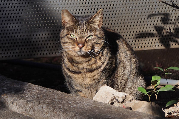 細い目で見る　リュウリュウ