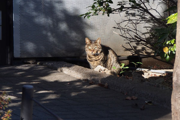 またね　リュウリュウ