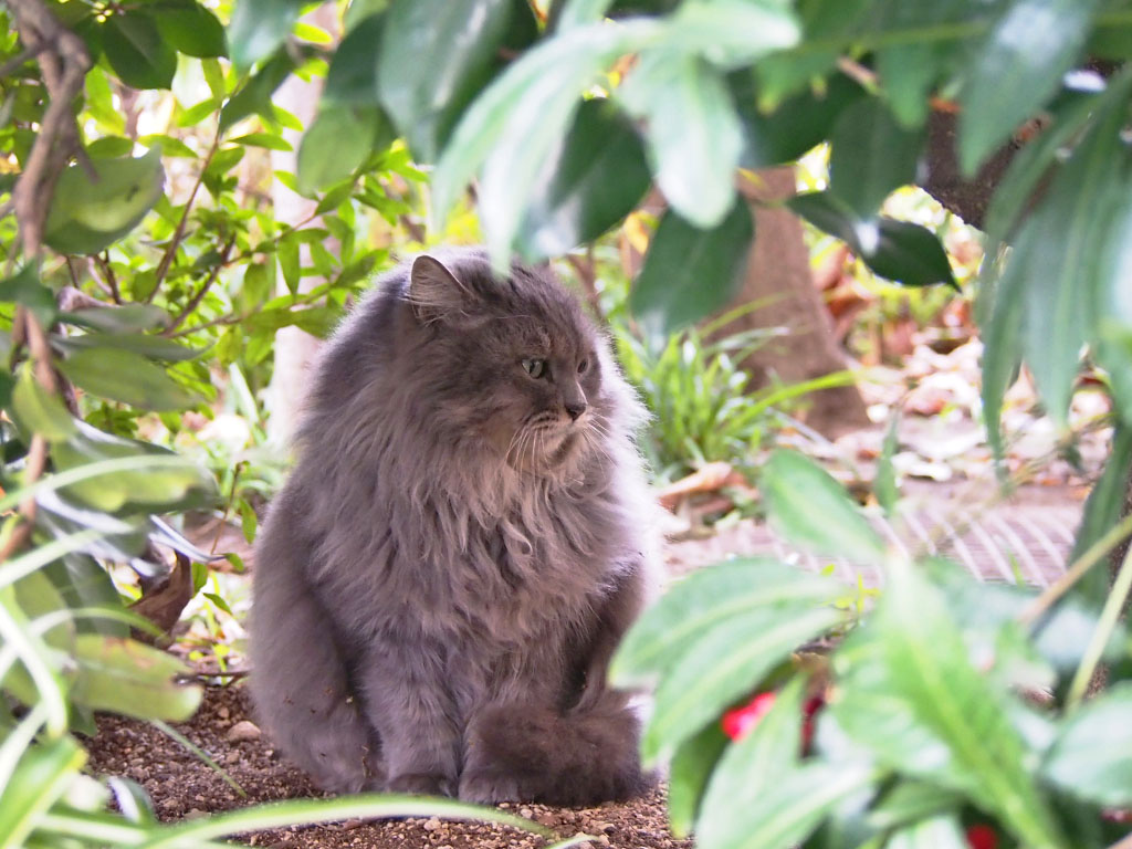 Mafu under the tree