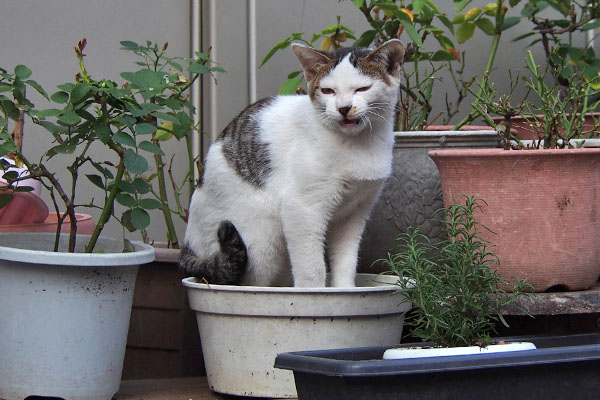 コチュ　寝起きで植木鉢に座った