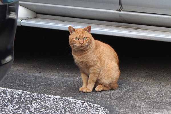 ナチャ　ちらっとこちらを見る