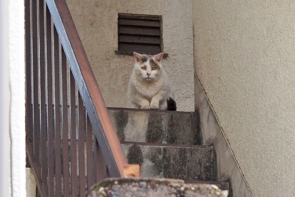 ちまっと階段の上に　ジュリ