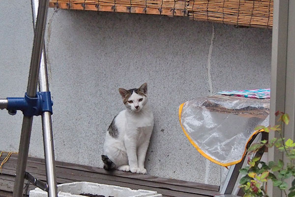 雨宿り　コチュ