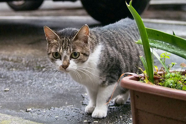 さくらが近づいて来た