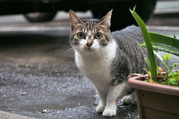 かわいらしい顔で見つめるさくら