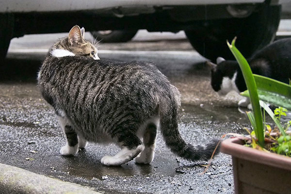 さくら　不穏な様子を感じ取る