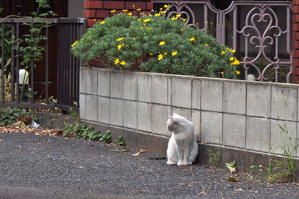 ブロック塀の前にライト