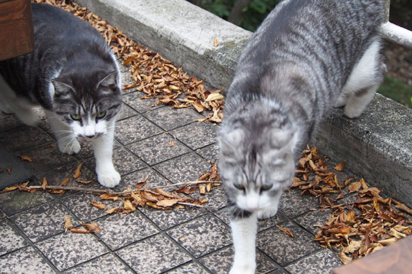 クロムとタンタルが来る