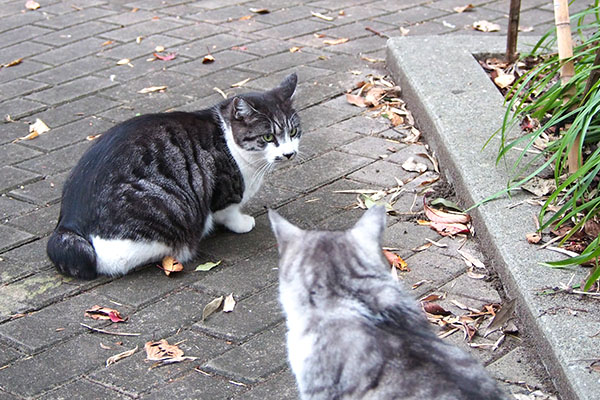 狩って来るにゃ　タンタル