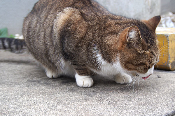 Sahya eating