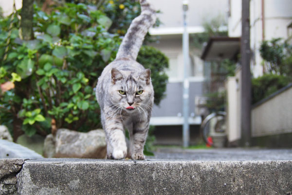 出てくる銀　ぺろん