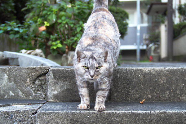 まっすぐ見る銀
