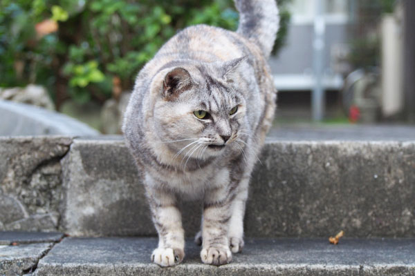 通行人を見る　銀