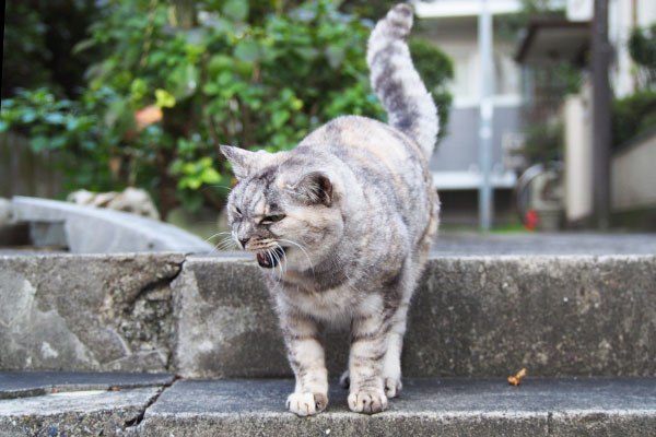 荒ぶる銀