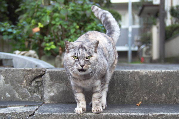 しっぽを揺らしながら見る銀