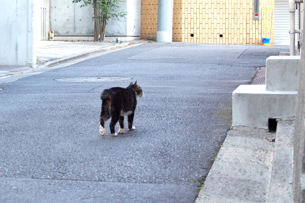 キャロル　裏のお宅へ