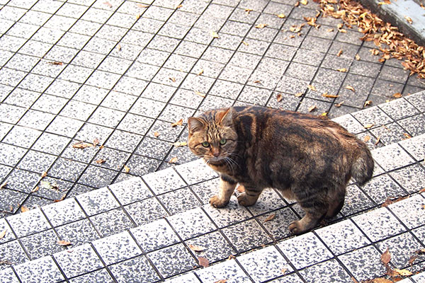 クラタン　後ろを気にする