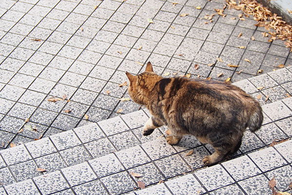 クラタン　今行くにゃ