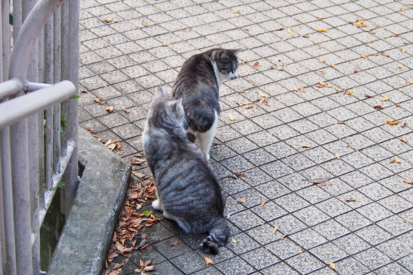 待つ弟ず　クロムとタンタル