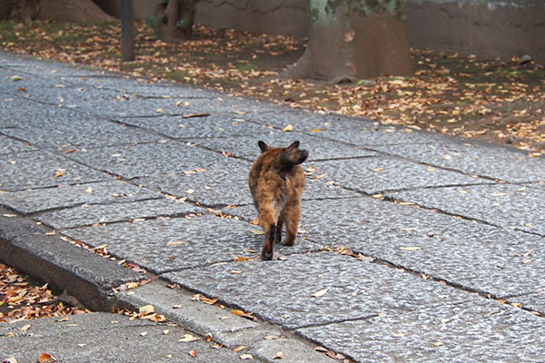 参道をはしるクロテ１