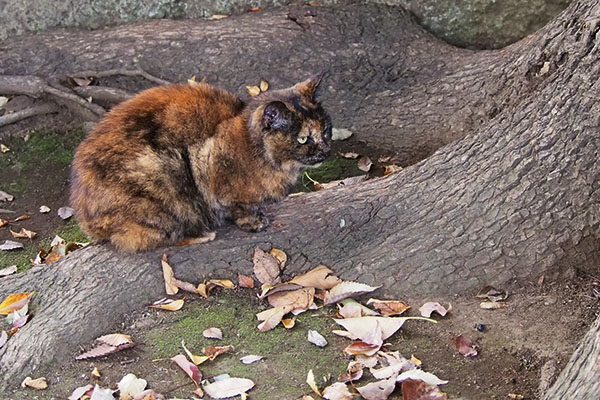 木の根っこの上でお尻を雫の方へクロテ