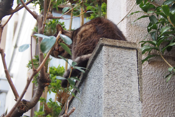 マール　塀の上