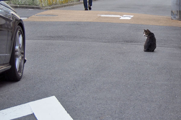 キャロル　車来てるよ