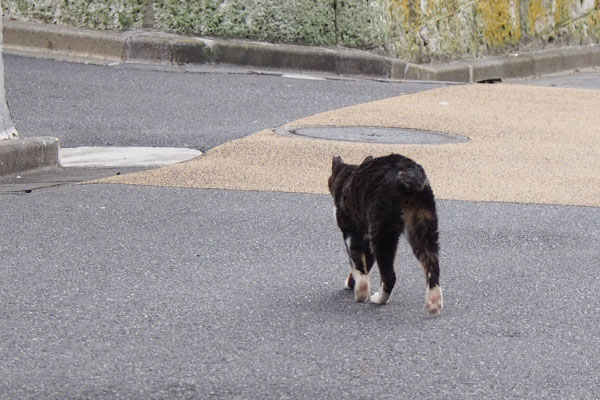 キャロル　やっと移動