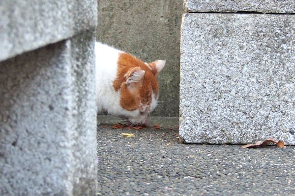 食べる　プリン