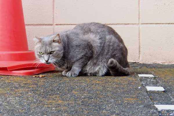 食べてもいいのか　グリ