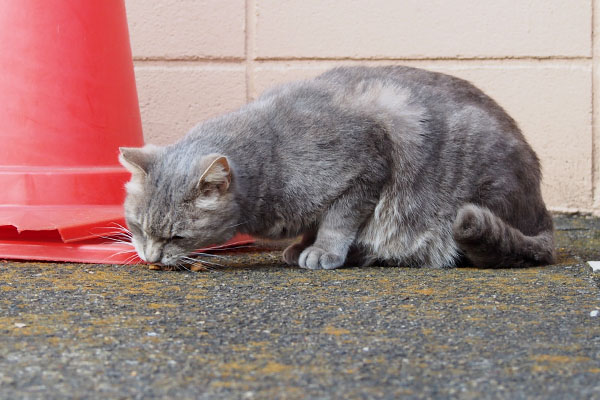 首を伸ばす　グリ